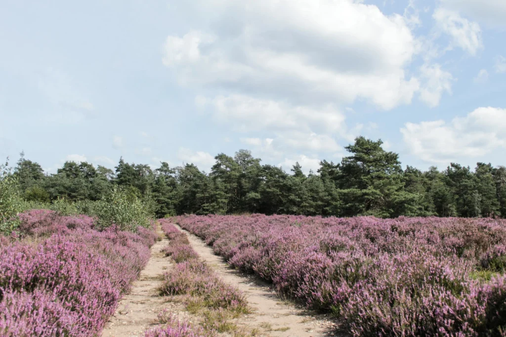 De heide in Nederland zorgt voor kleurrijke taferelen